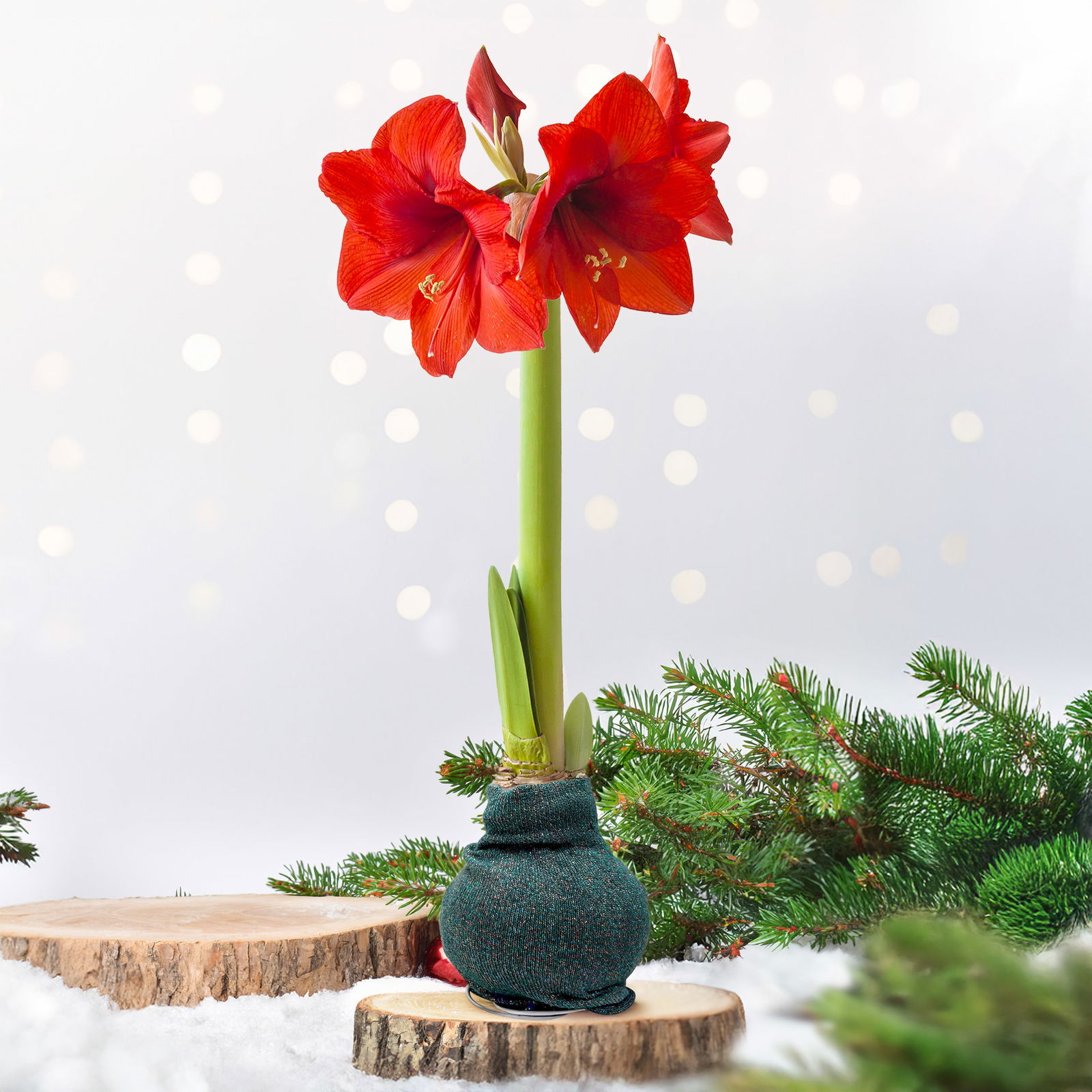 Amaryllis in Wachs, Dekor 'Pullover Fashionz Pattern' zufällig, Blüte rot Amaryllis in Wachs, Dekor 'Pullover Fashionz Pattern' zufällig, Blüte rot
