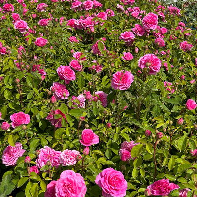 Englische Rose 'Gertrude Jekyll' (Ausbord) David Austin, rosa, Topf 5 Liter