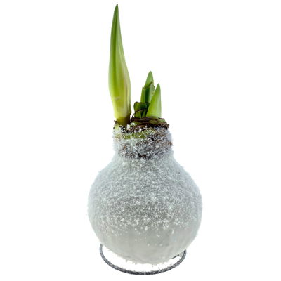 Amaryllis in Wachs XL, Dekor 'Snow White', Blüte weiß Amaryllis in Wachs XL, Dekor 'Snow White', Blüte weiß