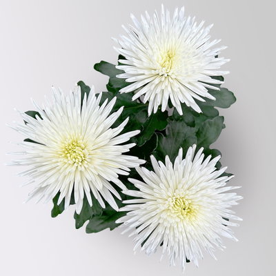 Chrysantheme 'Anastasia', weiß, großblumig, Topf-Ø 13 cm, 3 Pflanzen Chrysantheme 'Anastasia', weiß, großblumig, Topf-Ø 13 cm, 3 Pflanzen
