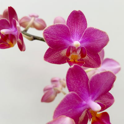 Duft Phalaenopsis 'Floral' lila/pink, Topf-Ø12 cm, im Übertopf mit Grußkarte