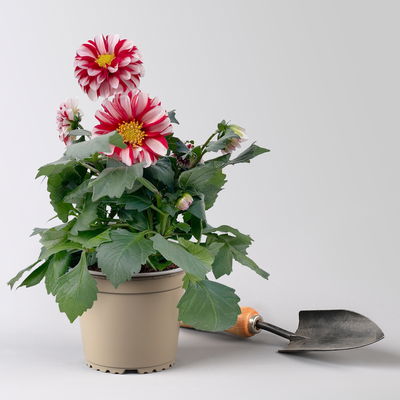 Dahlie, Farbe zufällig, Topf-Ø 14 cm, 4 Pflanzen