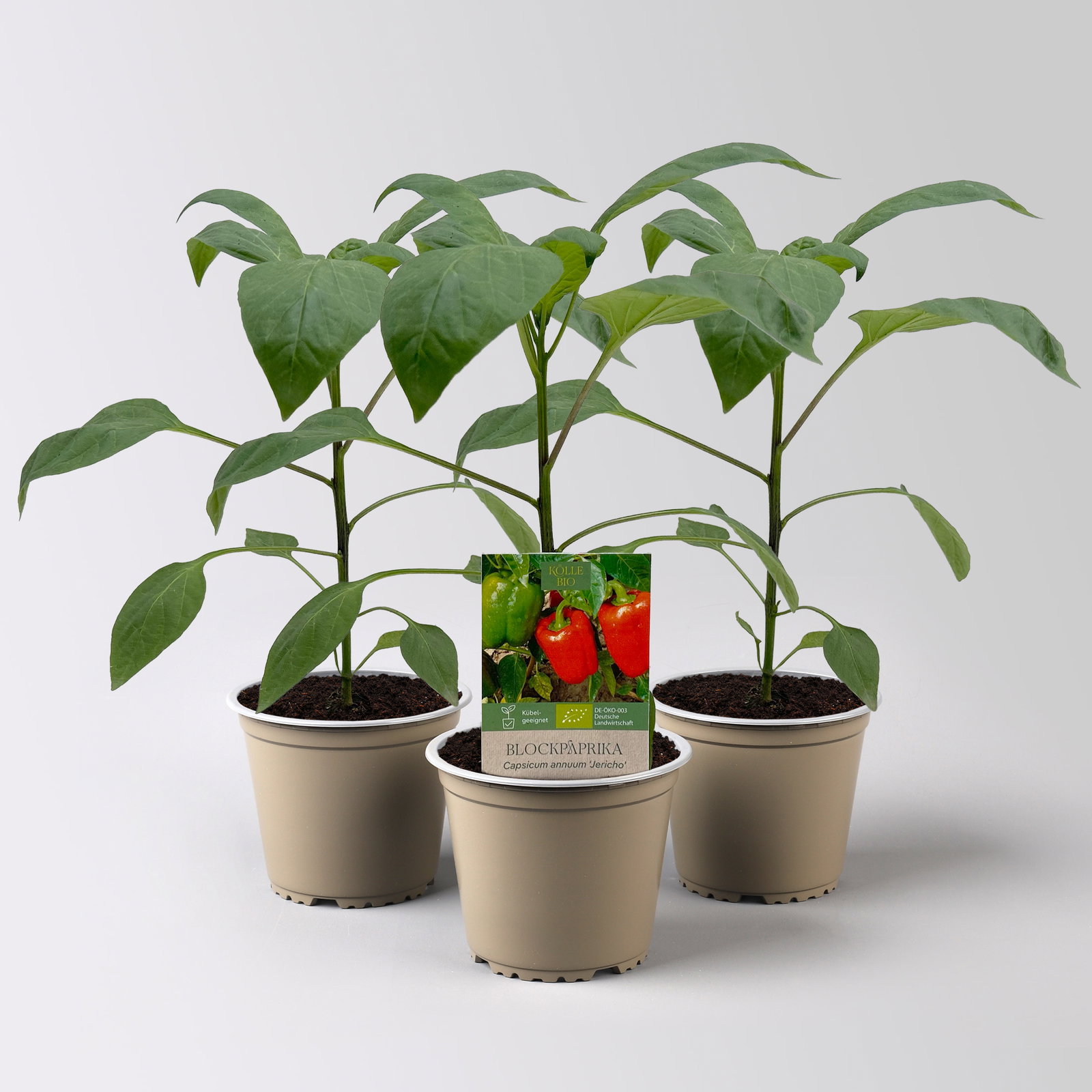 Bio Blockpaprika 'Jericho', Topf-Ø 12 cm, 3 Pflanzen