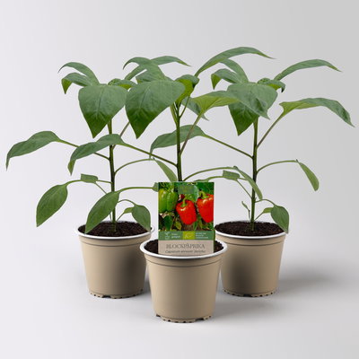 Bio Blockpaprika 'Jericho', Topf-Ø 12 cm, 3 Pflanzen
