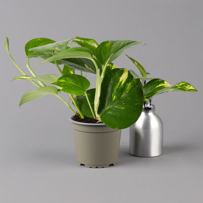 Efeutute grün-gelb, Höhe ca. 15 cm, Topf-Ø 12 cm, 3 Pflanzen