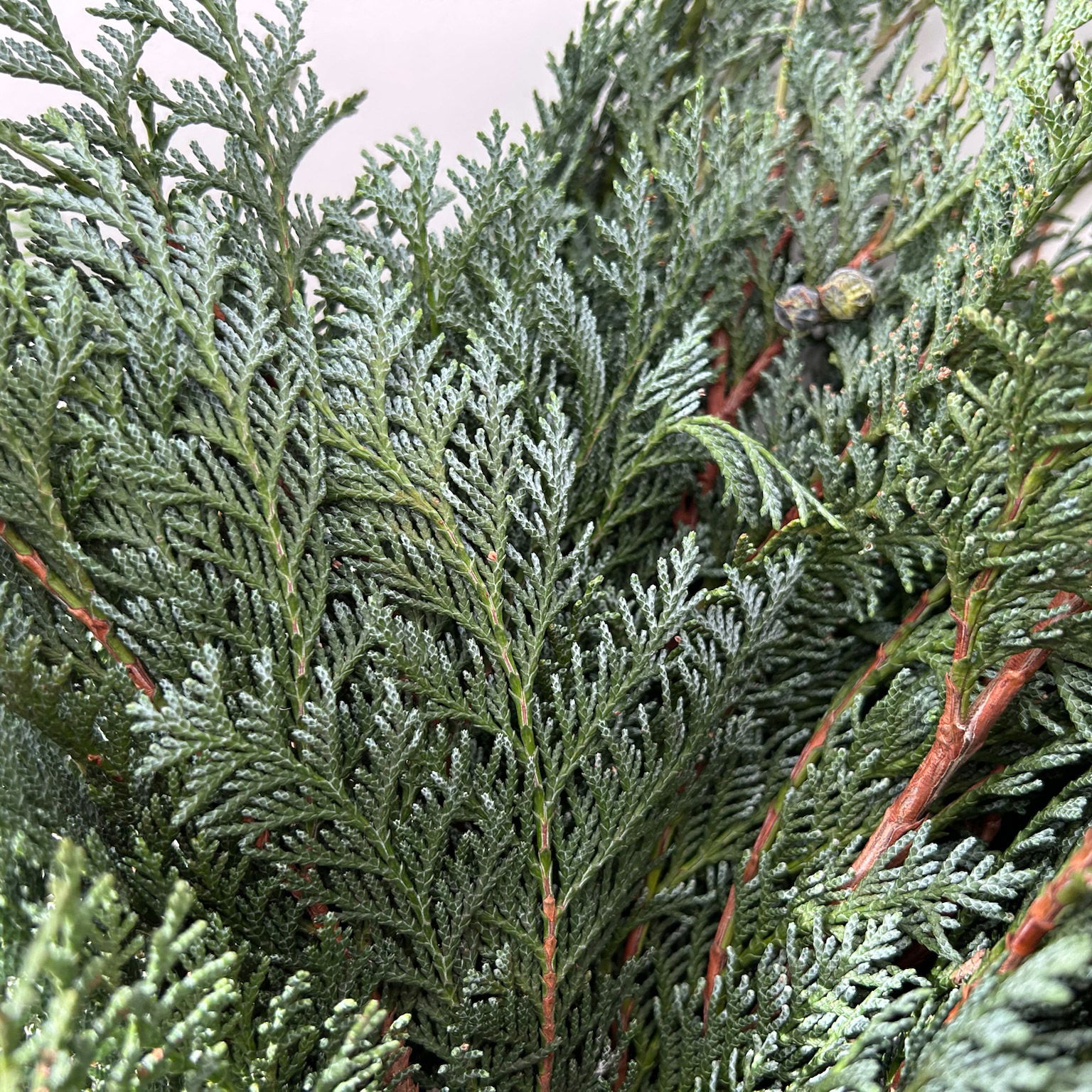 Scheinzypresse 'Glauca' im Handbund, blaugrün, 3 Bund Scheinzypresse 'Glauca' im Handbund, blaugrün, 3 Bund