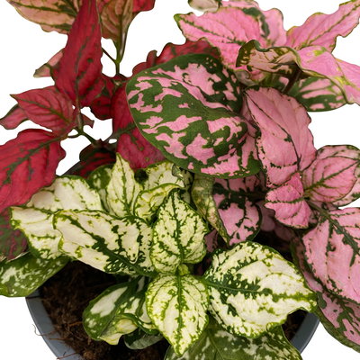 Hypoestes 'Trio', weiß-rot-rosa, Topf-Ø 12 cm Ø, 6 Pflanzen