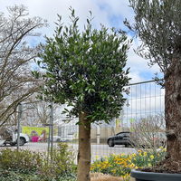 Olivenbaum, Stamm, Topf-Ø ca. 30-35 cm, Höhe 150 - 175 cm Olivenbaum, Stamm, Topf-Ø ca. 30-35 cm, Höhe 150 - 175 cm