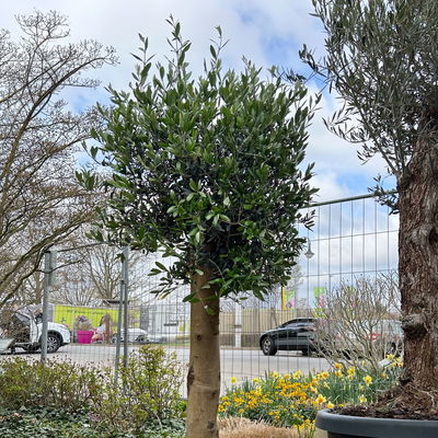 Olivenbaum, Stamm, Topf-Ø ca. 30-35 cm, Höhe 150 - 175 cm Olivenbaum, Stamm, Topf-Ø ca. 30-35 cm, Höhe 150 - 175 cm