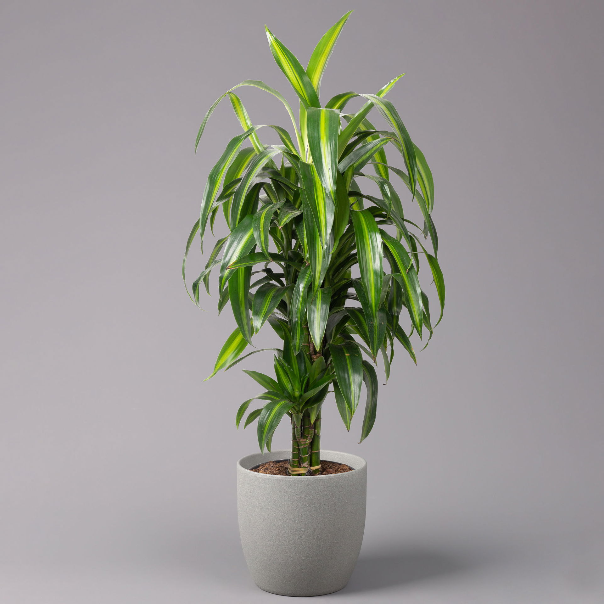 Duftender Drachenbaum 'Hawaiian Sunshine', TopfØ 24 cm, online kaufen