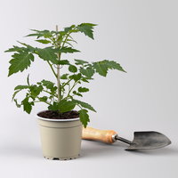 Bio Wildtomate 'Rote Murmel', Topf-Ø 12 cm, 3 Pflanzen