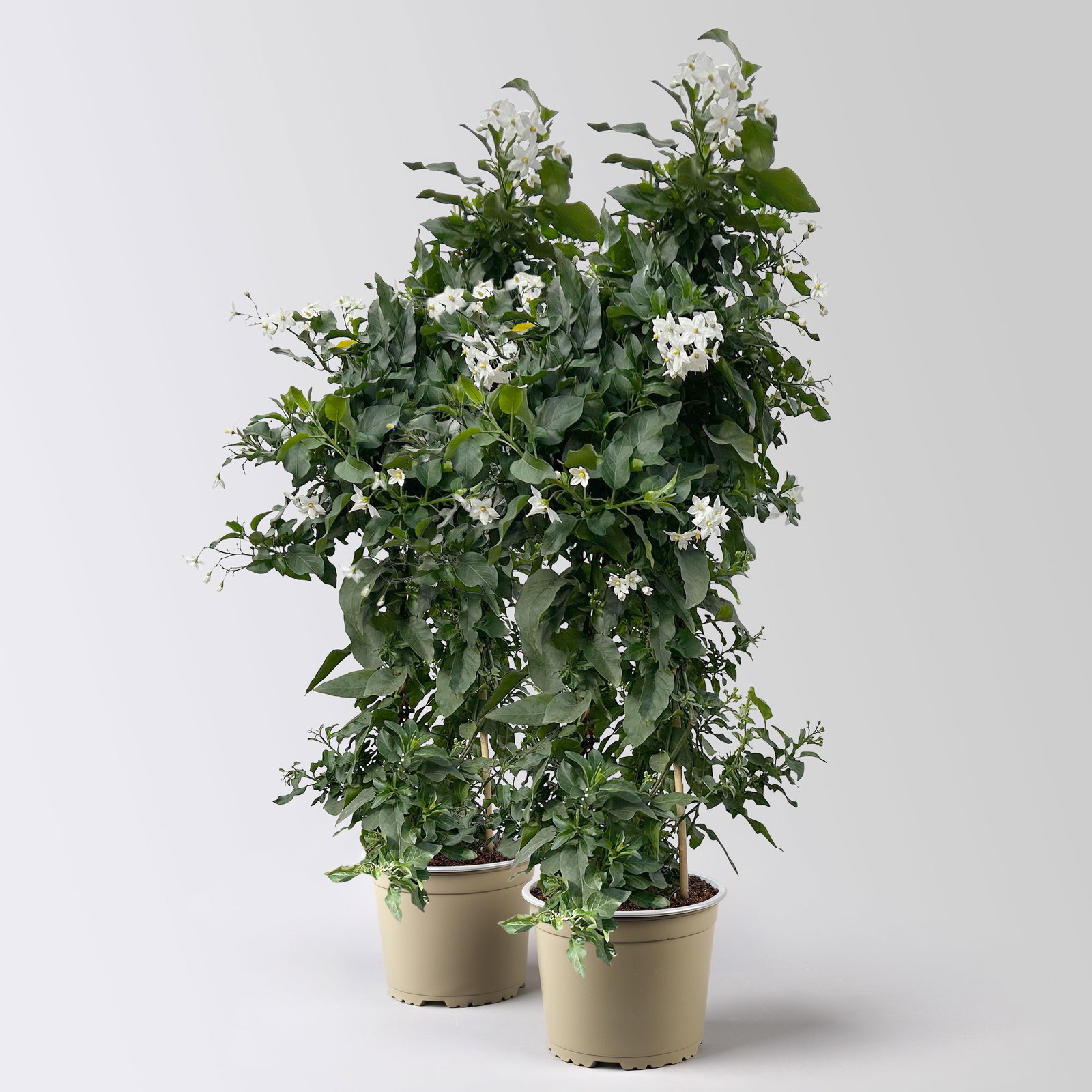 Sommerjasmin, weiß, Pyramide, Topf-Ø 17 cm, Höhe ca. 70 cm, 2 Pflanzen Sommerjasmin, weiß, Pyramide, Topf-Ø 17 cm, Höhe ca. 70 cm, 2 Pflanzen