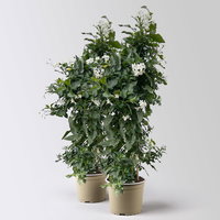 Sommerjasmin, weiß, Pyramide, Topf-Ø 17 cm, Höhe ca. 70 cm, 2 Pflanzen Sommerjasmin, weiß, Pyramide, Topf-Ø 17 cm, Höhe ca. 70 cm, 2 Pflanzen