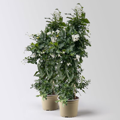 Sommerjasmin, weiß, Pyramide, Topf-Ø 17 cm, Höhe ca. 70 cm, 2 Pflanzen Sommerjasmin, weiß, Pyramide, Topf-Ø 17 cm, Höhe ca. 70 cm, 2 Pflanzen
