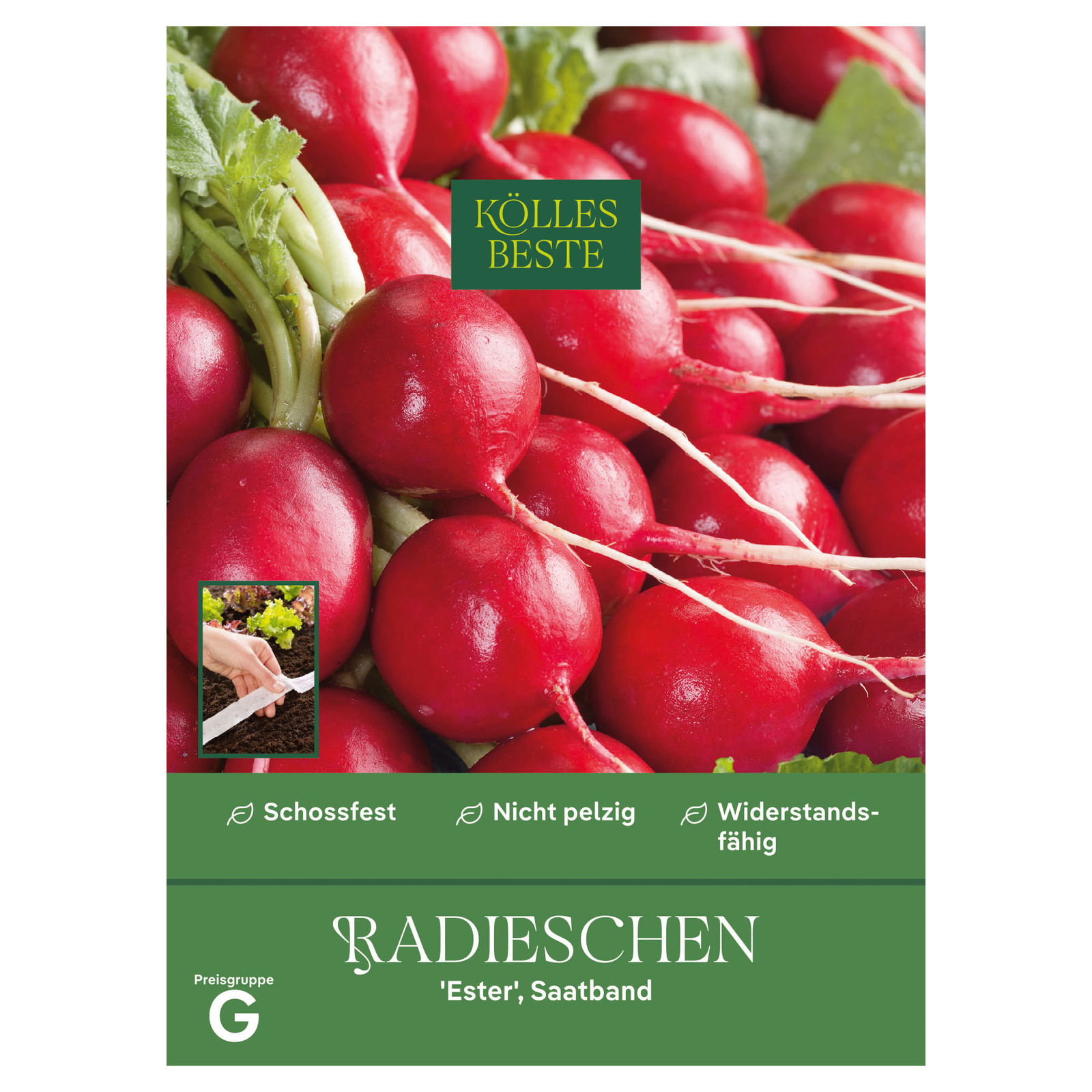 Kölles Beste Saatband Radieschen 'Ester', rot