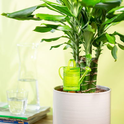 Scheurich Wasserspeicher 'Nelly', grün, 240 ml Scheurich Wasserspeicher 'Nelly', grün, 240 ml