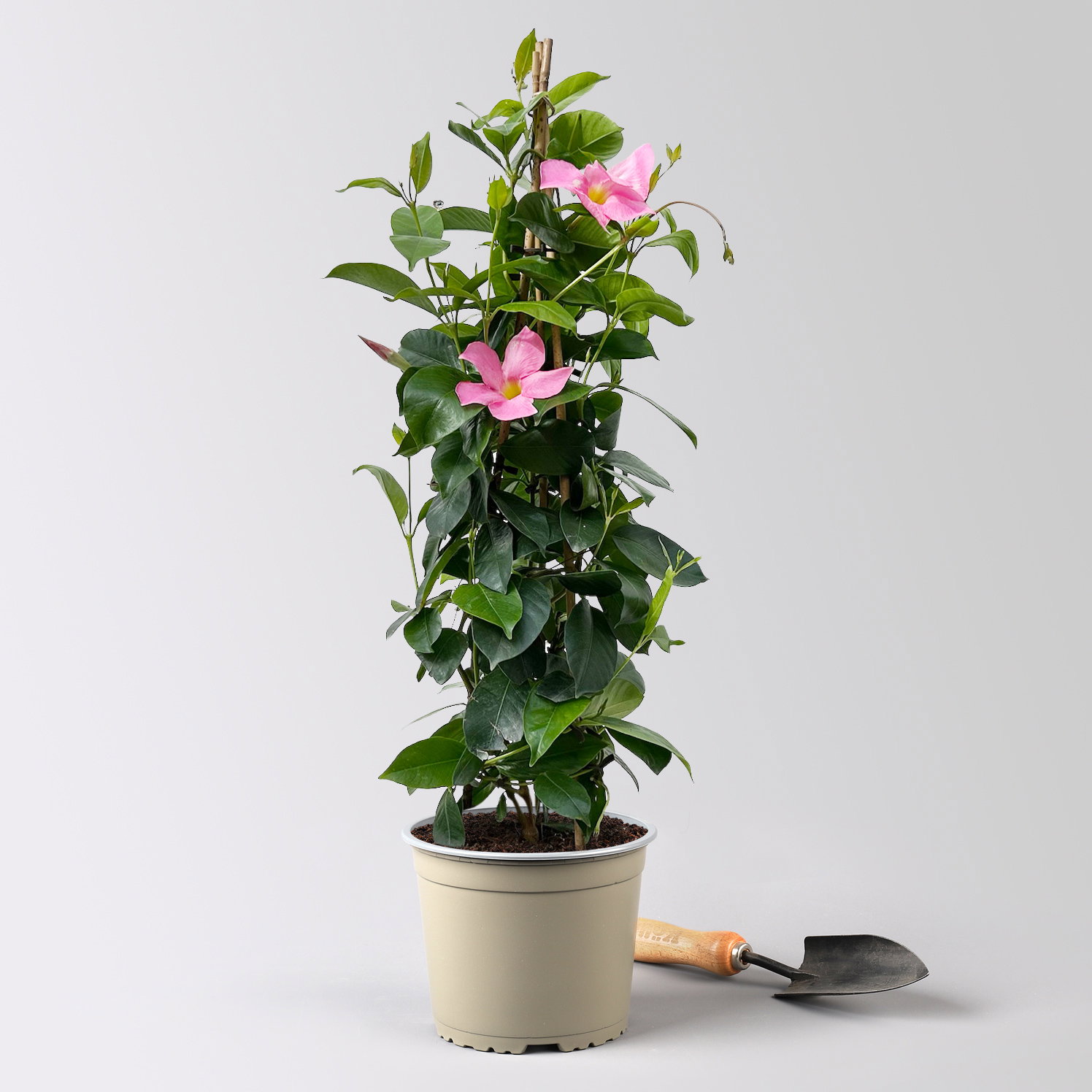 Dipladenie, rosa, Pyramide, Topf-Ø 17 cm, Höhe ca. 70 cm