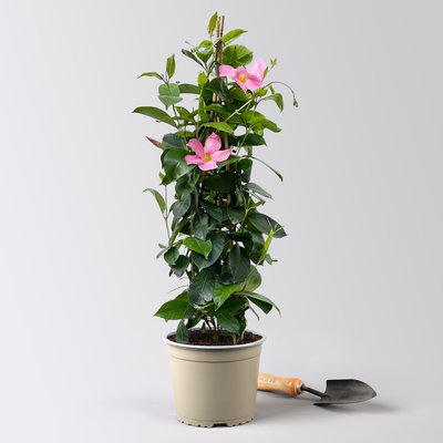 Dipladenie, rosa, Pyramide, Topf-Ø 17 cm, Höhe ca. 70 cm