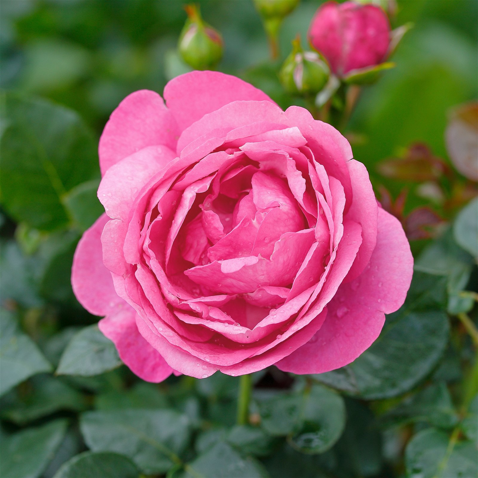 Duftende Edelrose 'Desirée®', rosa, Topf 6 Liter