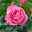 Duftende Edelrose 'Desirée®', rosa, Topf 5 Liter