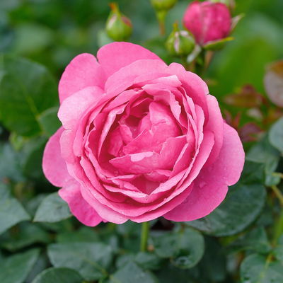 Duftende Edelrose 'Desirée®', rosa, Topf 5 Liter, 4 Pflanzen Duftende Edelrose 'Desirée®', rosa, Topf 5 Liter, 4 Pflanzen