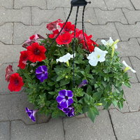 Petunien 'Trio', rot-weiß-blau, hängend, Ampeltopf-Ø 27 cm