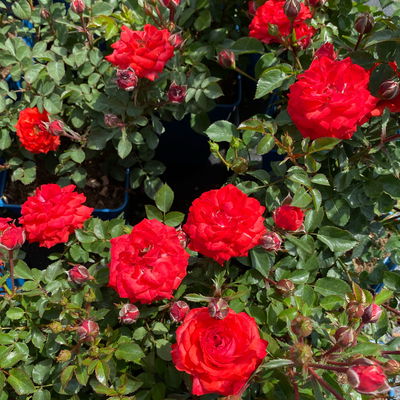 Zwergrose 'Zwergenfee 09®', orange-rot, Topf 3 Liter, 4 Pflanzen