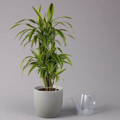 Duftender Drachenbaum 'Lemon Lime', verzweigt, Topf-Ø 24 cm, Höhe ca. 80 cm