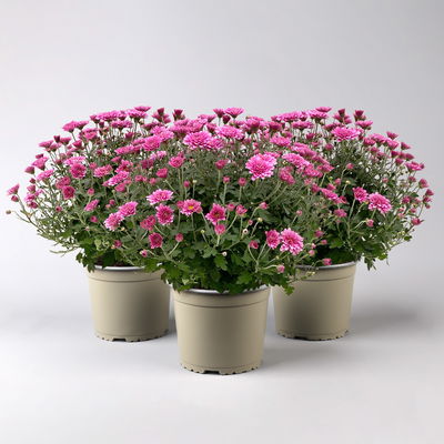Chrysanthemen, lila, Topf-Ø 19 cm, 3 Pflanzen Chrysanthemen, lila, Topf-Ø 19 cm, 3 Pflanzen