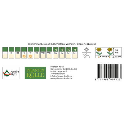 Gefranste Tulpen Queensland rosa, 7 Blumenzwiebeln