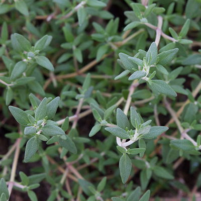 Bio Orangenthymian, Topf-Ø 12cm Bio Orangenthymian, Topf-Ø 12cm