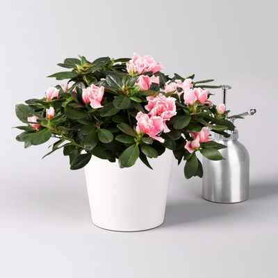 Azalee rosa-weiß gefüllt, Topf-Ø 12 cm, in Keramiktopf weiß mit Grußkarte Azalee rosa-weiß gefüllt, Topf-Ø 12 cm, in Keramiktopf weiß mit Grußkarte