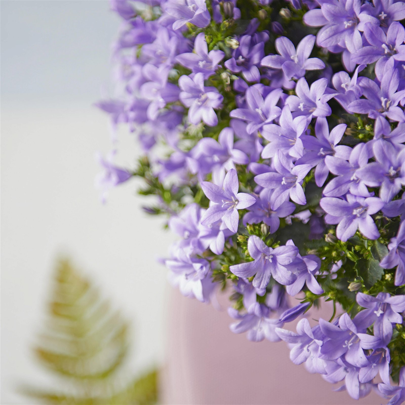 Glockenblume 'Ambella® Lavender' hellviolett, Topf-Ø 15 cm, 3er-Set