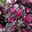 Alternanthera 'Choco Chili', dunkelviolett, Topf 12 cm Ø, 6 Pflanzen