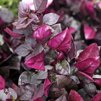 Alternanthera 'Choco Chili', dunkelviolett, Topf 12 cm Ø, 6 Pflanzen