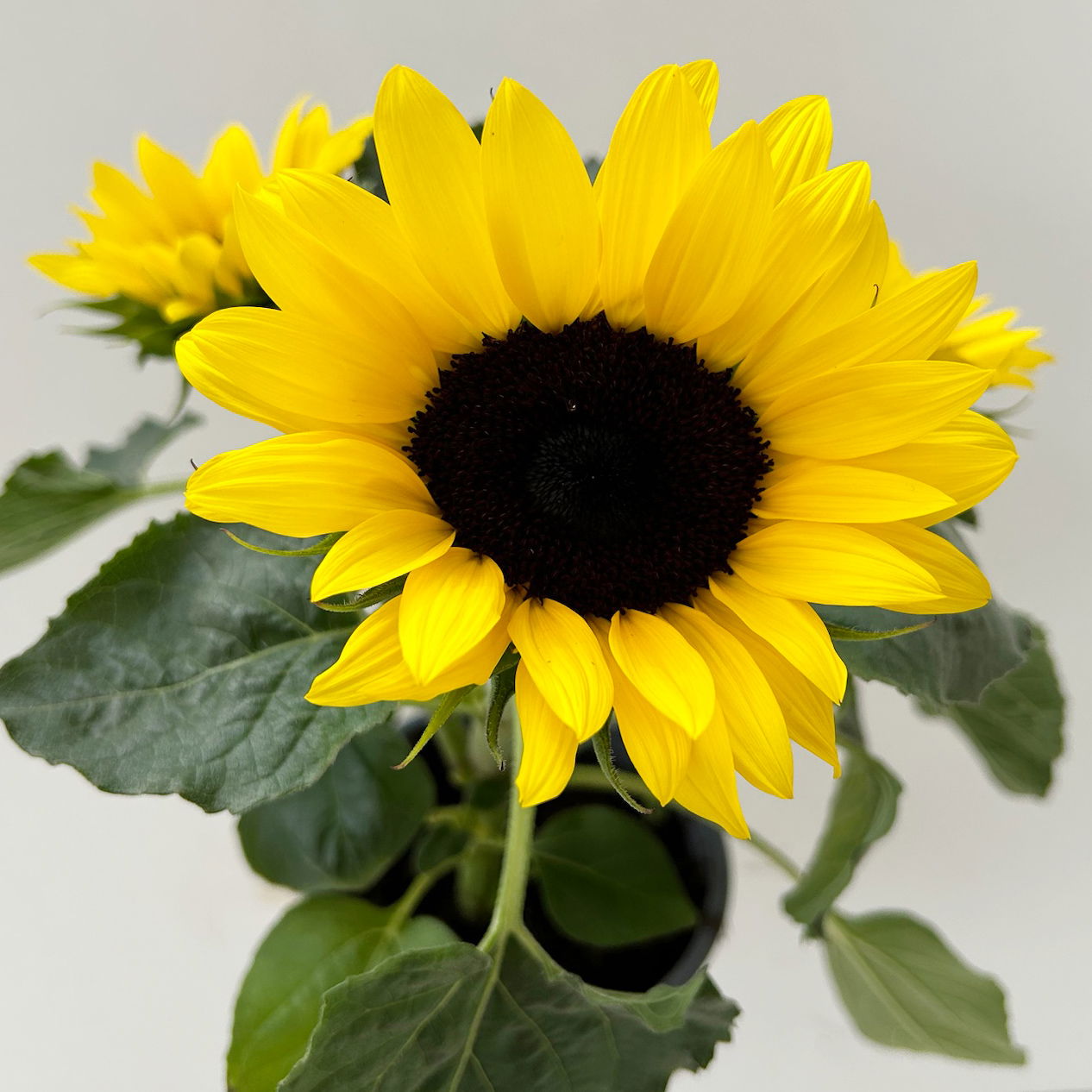Sonnenblume 'Sunsation'® ,gelb, verzweigt, Topf-Ø 13 cm, 3 Pflanzen