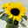 Sonnenblume 'Sunsation'® ,gelb, verzweigt, Topf-Ø 13 cm, 3 Pflanzen