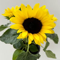 Sonnenblume 'Sunsation'® ,gelb, verzweigt, Topf-Ø 13 cm, 3 Pflanzen