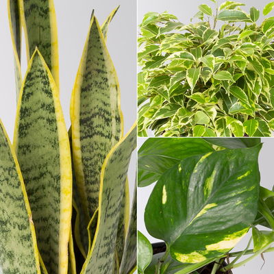 Grünpflanzenkreation Grünpflanzenkreation