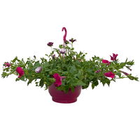 gemischte Sommerblumen-Ampel, Farbe/n nach Verfügbarkeit, Ampeltopf-Ø 25/27 cm