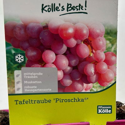 Tafeltraube 'Piroschka'(s) Tafeltraube 'Piroschka'(s)