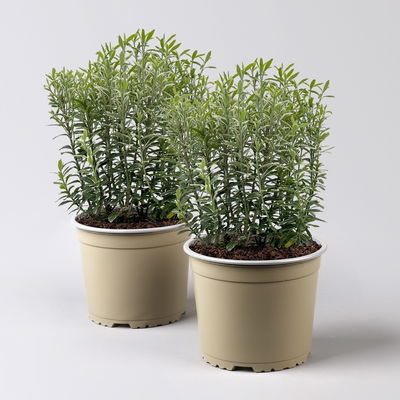 Japanischer Spindelstrauch 'Microphyllus Albovariegatus', Topf-Ø 17 cm, 2er-Set Japanischer Spindelstrauch 'Microphyllus Albovariegatus', Topf-Ø 17 cm, 2er-Set