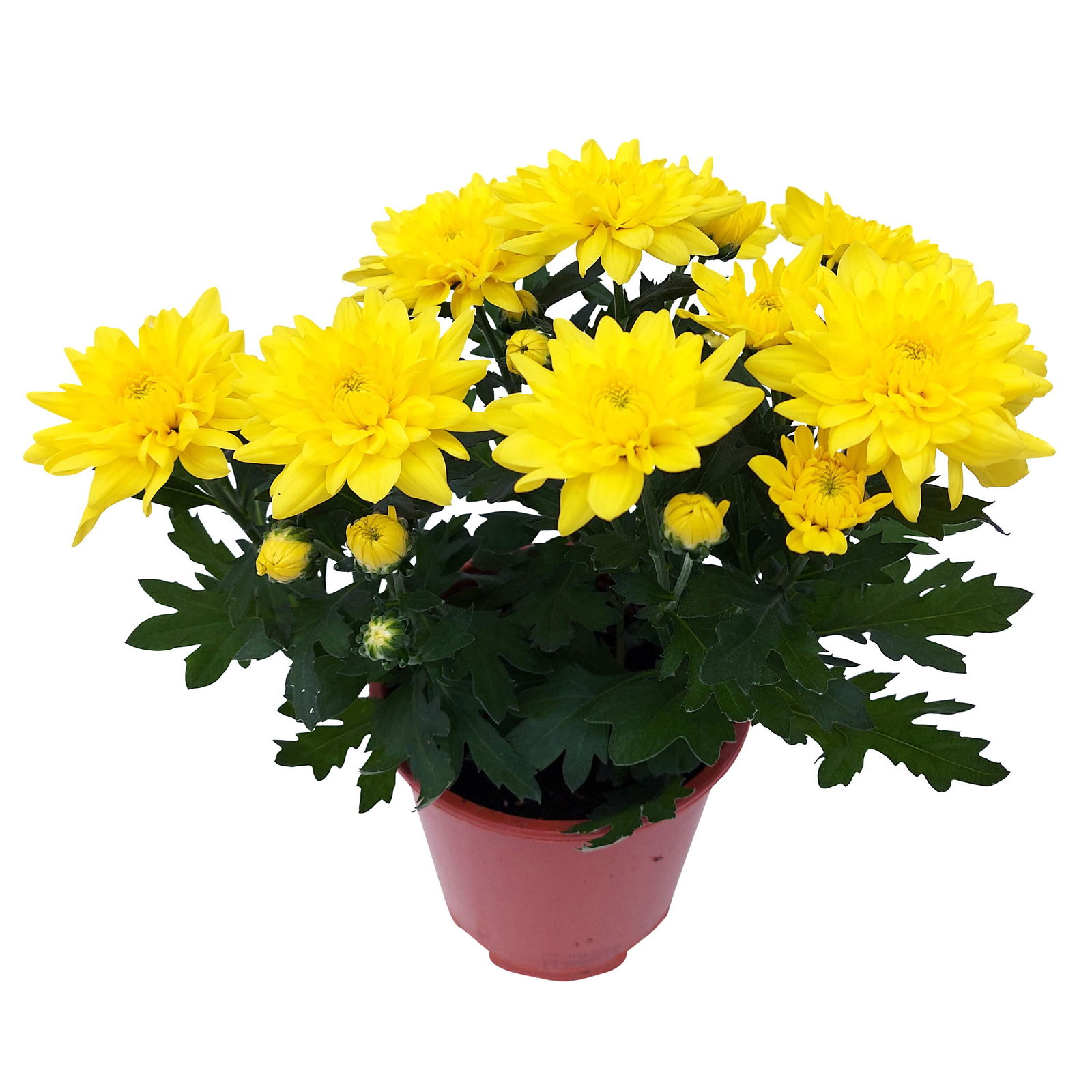 Chrysanthemen 'Chrysanne® Grandezza Yellow', gelb, Topf-Ø 13 cm, 6er-Set