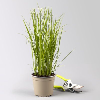 Rhynchospora colorata 'Sternentänzergras', Topf-Ø 13 cm, 3 Pflanzen