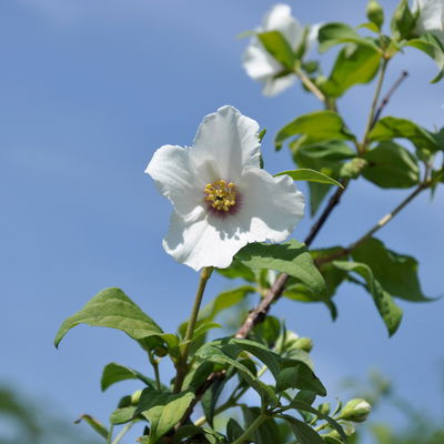 Gehölz-Set Duftjasmin, Höhe 40-60 cm, Topf je 4,6 Liter, 3 Pflanzen