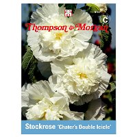 Thompson & Morgan Stockrose 'Chater's Double Icicle'
