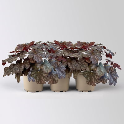 Bio Purpurglöckchen Baby Bells 'Cinnamon Glaze', Topf-Ø 12 cm, 3 Pflanzen Bio Purpurglöckchen Baby Bells 'Cinnamon Glaze', Topf-Ø 12 cm, 3 Pflanzen