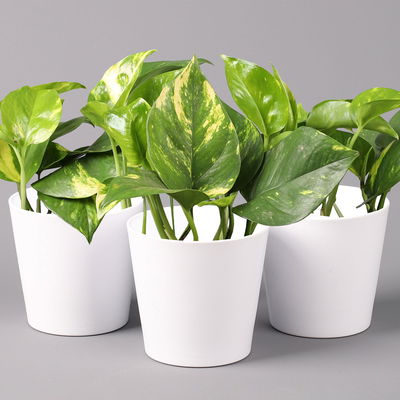Efeutute mit Keramiktopf Dallas weiß, Topf-Ø 12 cm, Höhe ca. 15 cm, 3 Pflanzen Efeutute mit Keramiktopf Dallas weiß, Topf-Ø 12 cm, Höhe ca. 15 cm, 3 Pflanzen