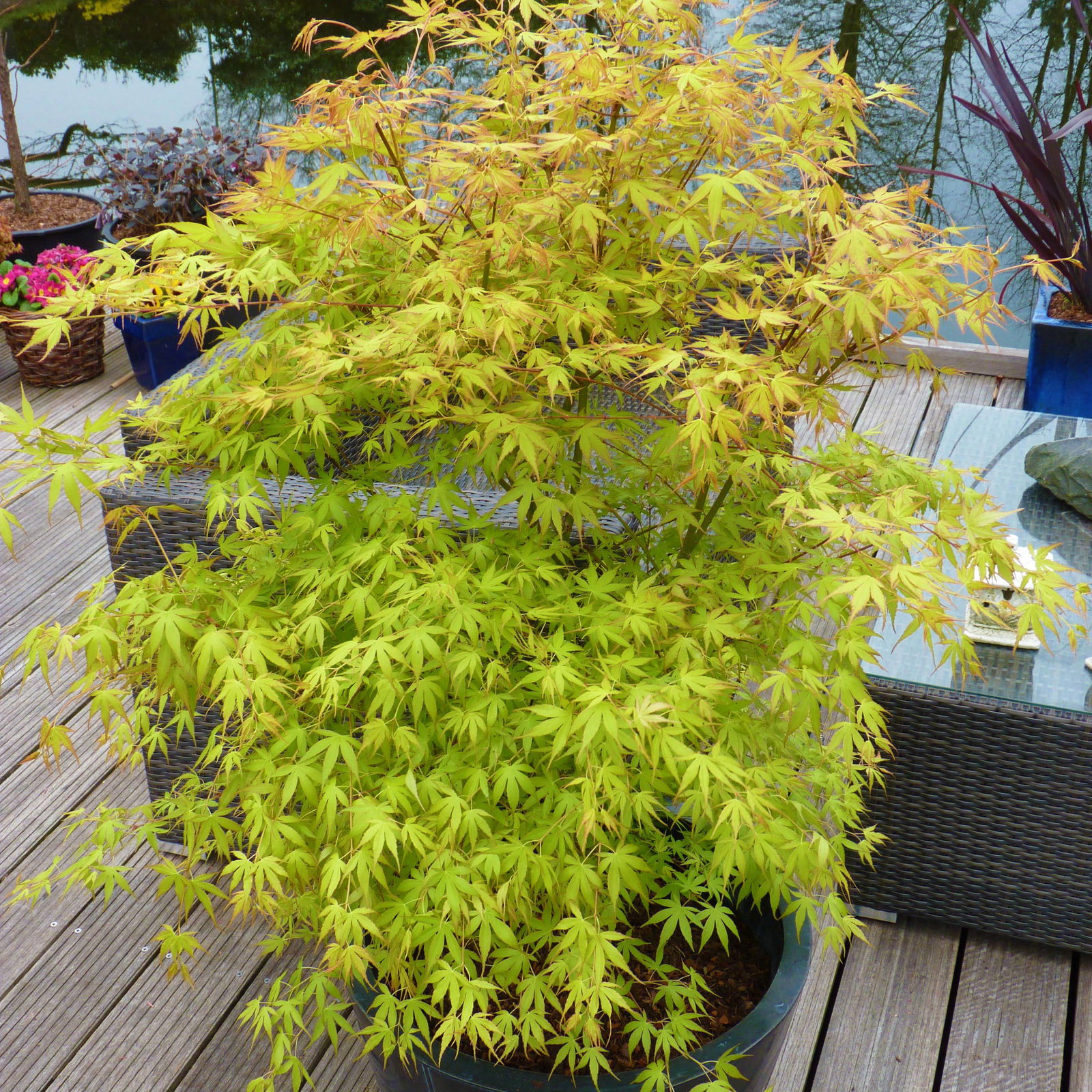 Japanischer Fächerahorn 'Katsura', Höhe 40 - 60 cm, Topf-Ø 19 cm