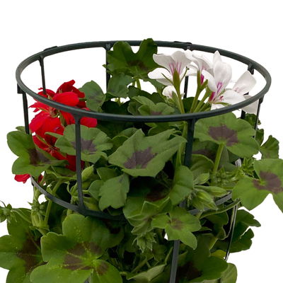 Geranie 'Villetta®' Duo, rot-weiß, hängend, Topf-Ø 14 cm, 4 Pflanzen Geranie 'Villetta®' Duo, rot-weiß, hängend, Topf-Ø 14 cm, 4 Pflanzen